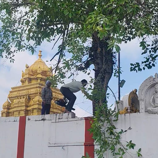 Garuda-Tree-Cutting-Services11