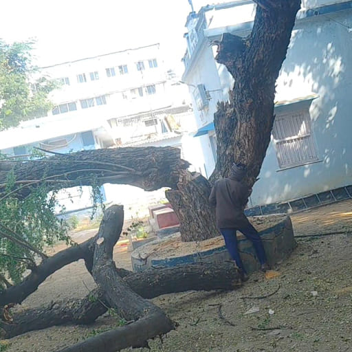Garuda-Tree-Cutting-Services15