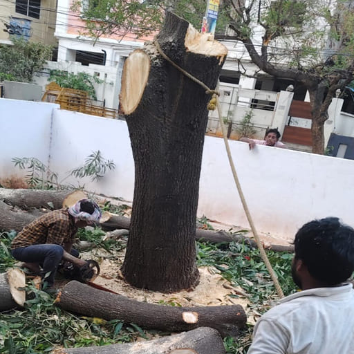 Garuda-Tree-Cutting-Services20