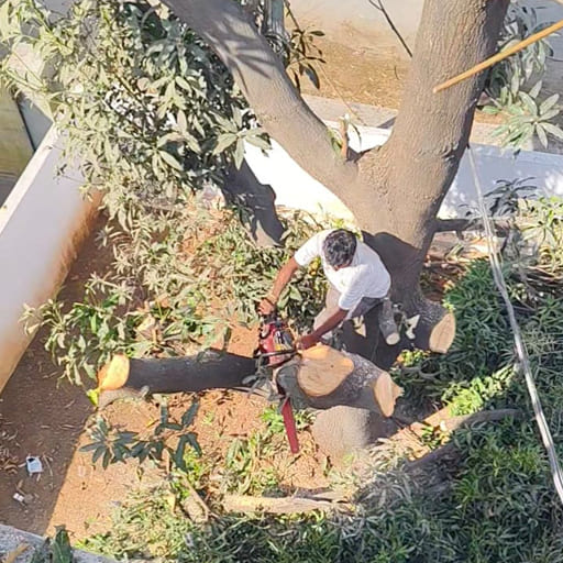 Garuda-Tree-Cutting-Services21