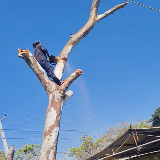 Garuda-Tree-Cutting-Services22