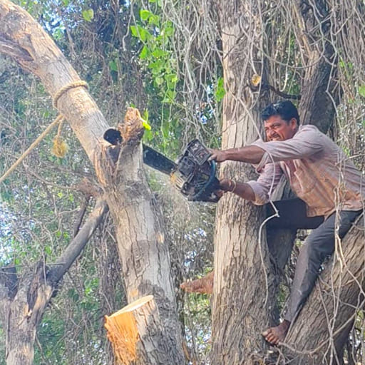 Garuda-Tree-Cutting-Services26