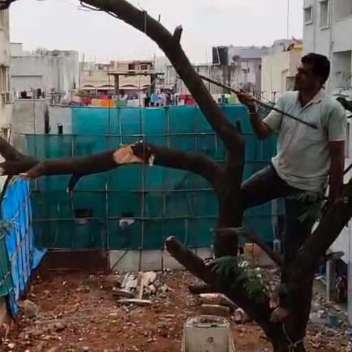 Garuda-Tree-Cutting-Services32