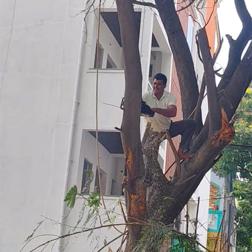 Garuda-Tree-Cutting-Services35