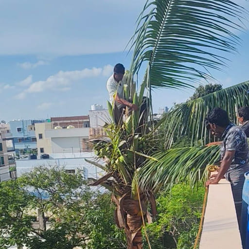 Garuda-Tree-Cutting-Services38