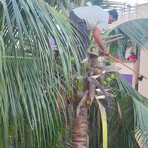 Garuda-Tree-Cutting-Services4