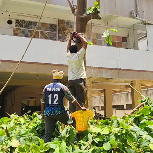 Garuda-Tree-Cutting-Services43