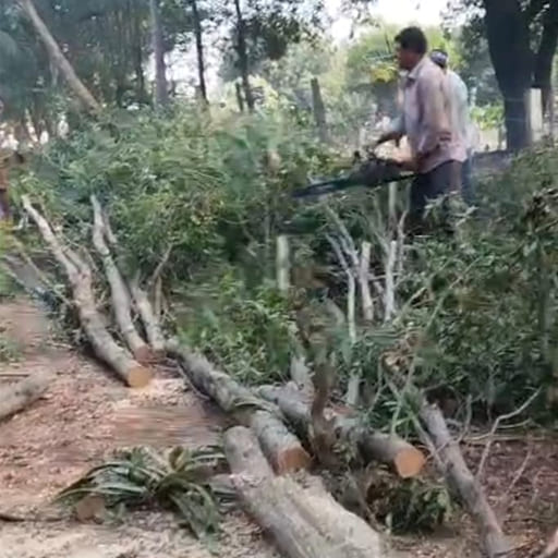 Garuda-Tree-Cutting-Services8